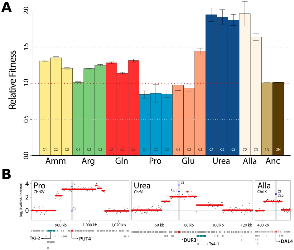 Increased fitness in nutrient-limited environments is associated with amplification of specific permease genes.
