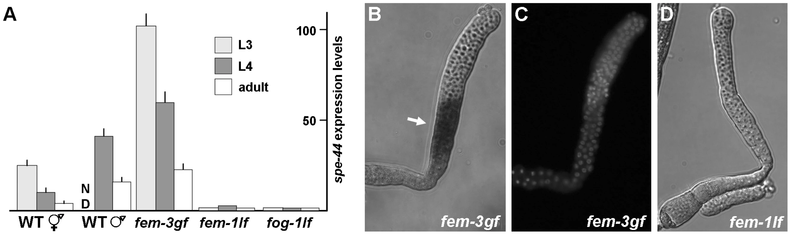 Expression and localization of <i>spe-44</i> mRNA.
