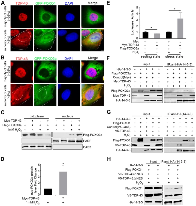 Cytoplasmic translocation of TDP-43 drives the nuclear translocation of FOXOs, and TDP-43 competes with FOXOs for binding to 14-3-3 sigma.