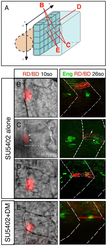 FGF and BMP signaling coordinates the fate of adaxial cells.