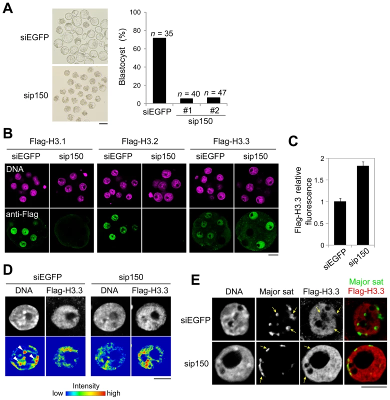 Knockdown of CAF-1 p150 impairs distribution of H3 variants and leads to the inhibition of heterochromatin formation.