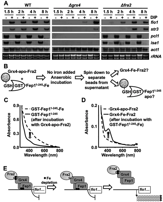Reverse Fe transfer between Grx4-apo-Fra2 and Fe-containing Fep1 followed by UV/visible spectroscopy.