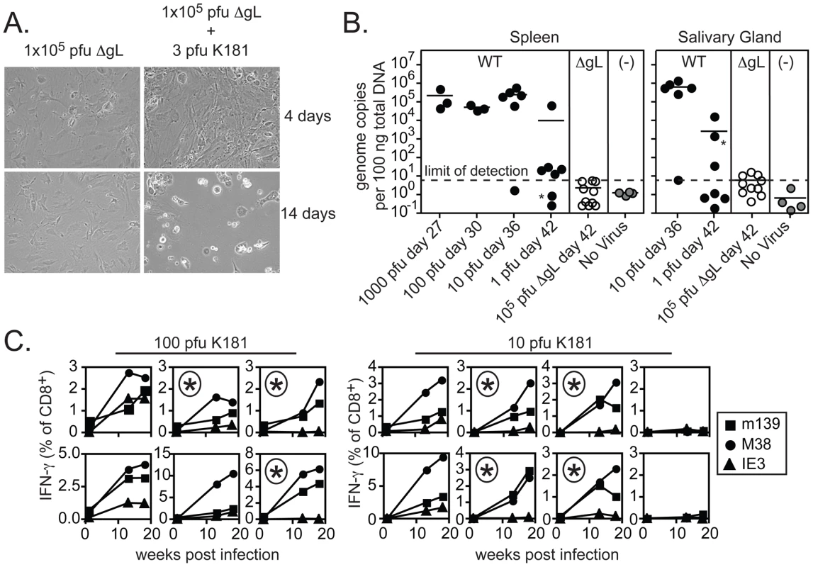 Contaminating spread-competent MCMV cannot account for CD8+ T cell memory inflation.