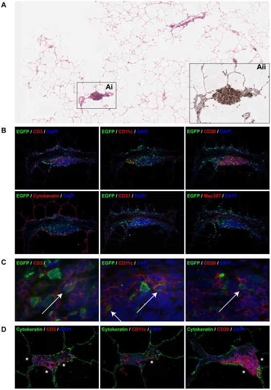 Characterization of MV infection in BALT structures.