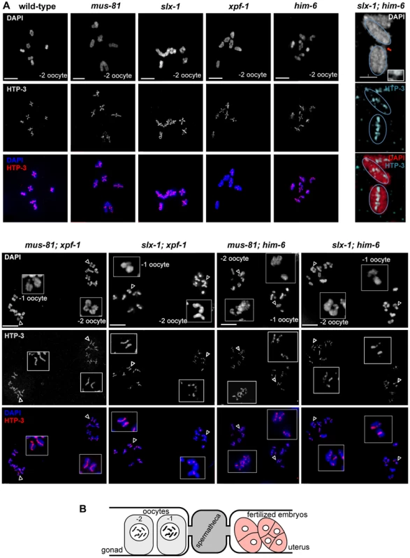 Absence of chiasmata on ‘dissociated bivalents’ revealed by HTP-3 staining.