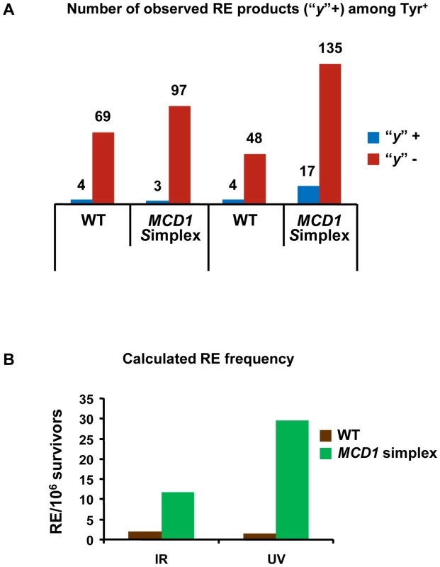 Both reciprocal and non-reciprocal exchanges are found in DNA damage–induced <i>TYR1</i> recombinants.