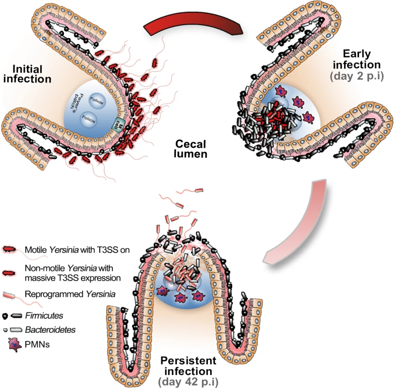 Hypothetical model of <i>Y. pseudotuberculosis</i> reprogramming for persistent infection in cecum.