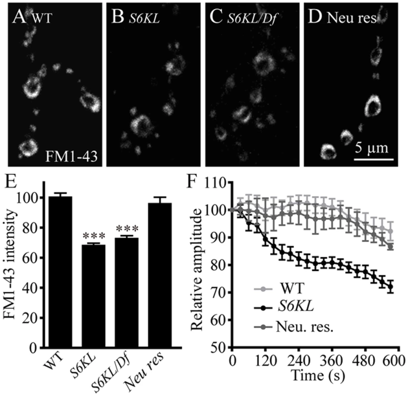 <i>S6KL</i> mutation causes reduced synaptic endocytosis and failure to sustain neurotransmission during high-frequency stimulation.
