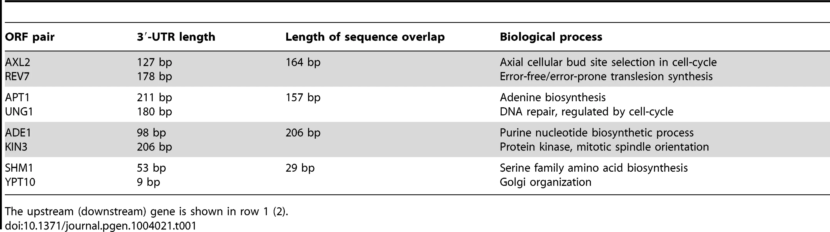 Four convergent pairs of <i>S. cerevisiae</i> ORFs with overlapping 3′-UTRs.