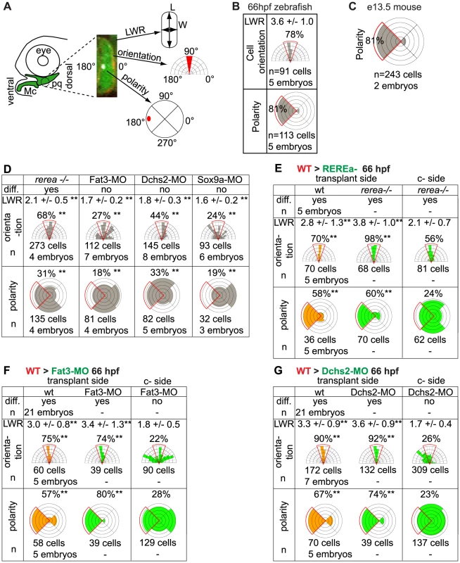 Quantification of differentiation, cell shape, cell orientation and cell polarity.