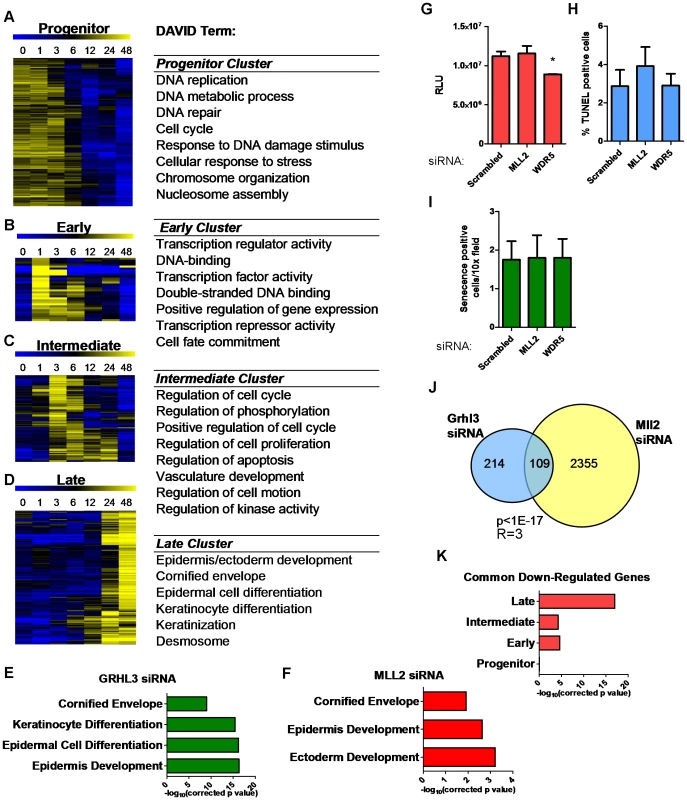 Loss of GRHL3 and MLL2 affects epidermal differentiation genes as defined by expression profiling during keratinocyte differentiation.