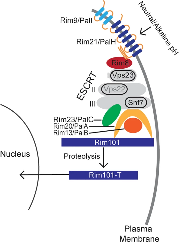 A model of the canonical Rim pathway elucidated in ascomycete fungi [<em class="ref">21</em>,<em class="ref">24</em>].