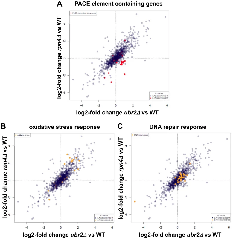 SILAC–based quantitative large-scale proteomics of cells with reduced and increased proteasome capacity.