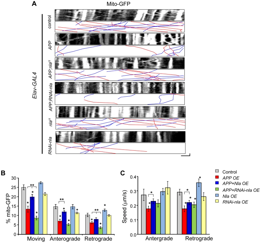 Nebula alters APP-induced mitochondrial transport defects.