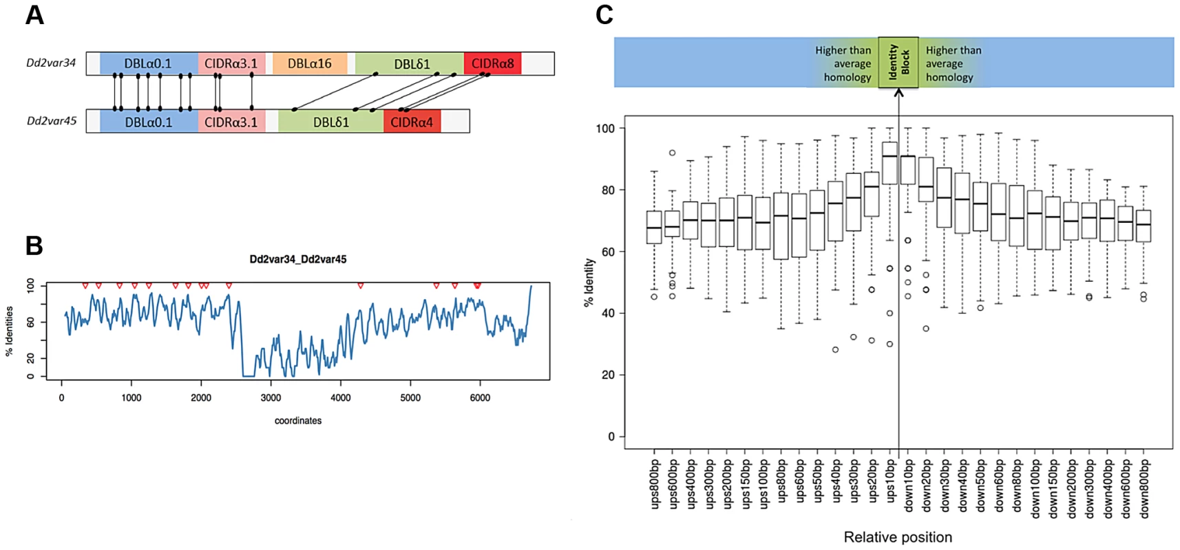 Recombination occurs in shared <i>var</i> domains within identity blocks.