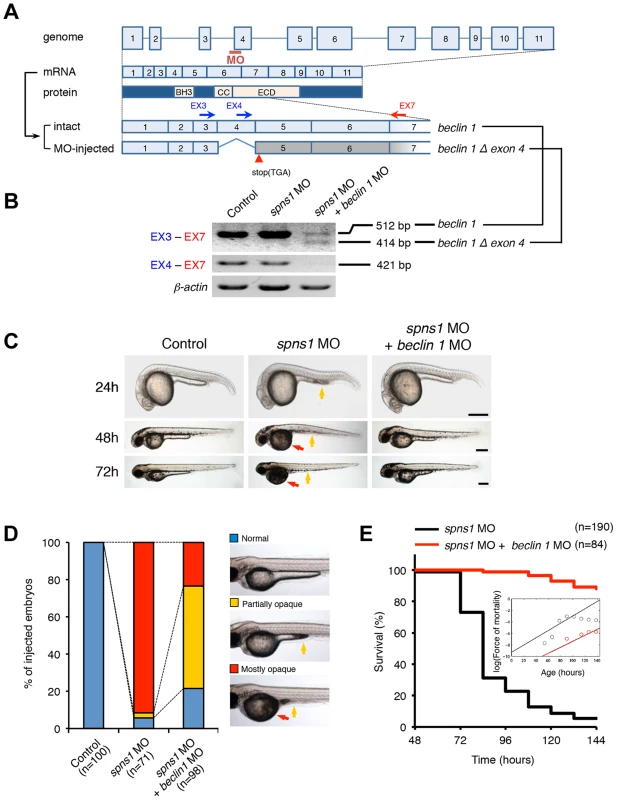 Knockdown of <i>beclin 1</i> suppresses the Spns1 deficiency in zebrafish.