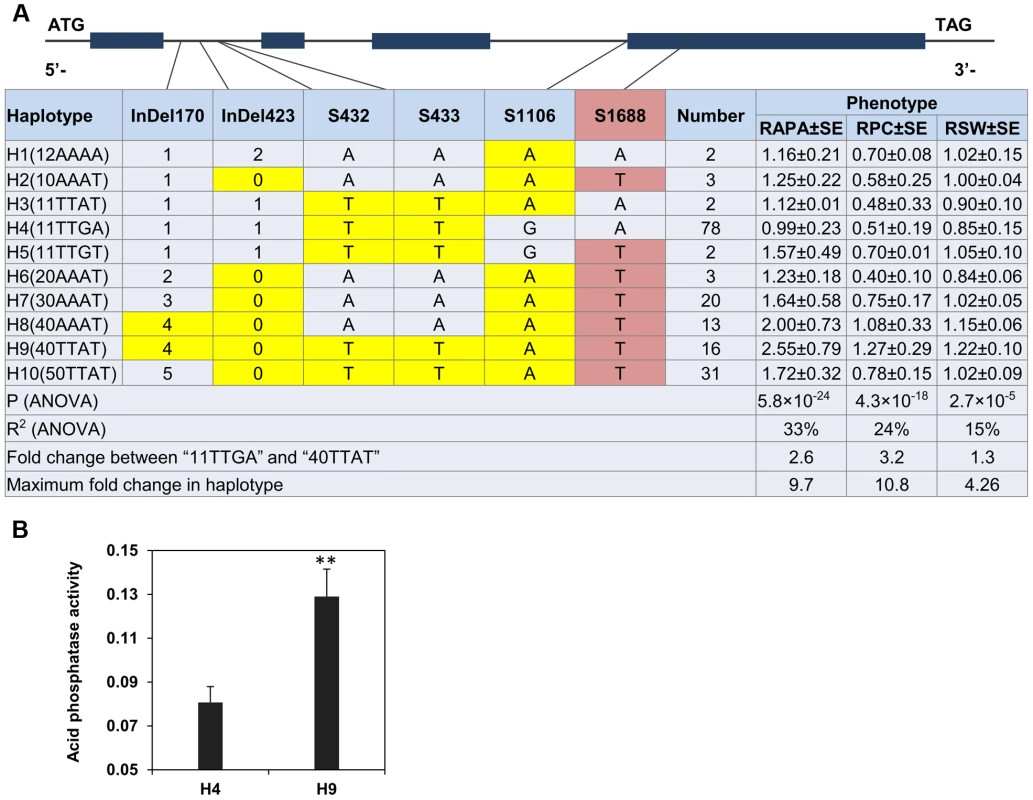 Haplotype analysis and acid phosphatase activity of proteins from two different haplotypes of <i>GmACP1</i>