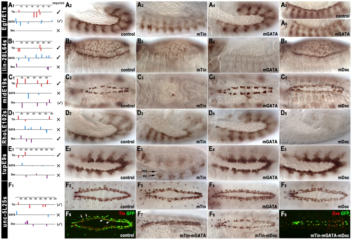 <i>In vivo</i> assays of the functions of predicted binding sites of Tin, Doc, and Pnr in identified cardiac enhancers.