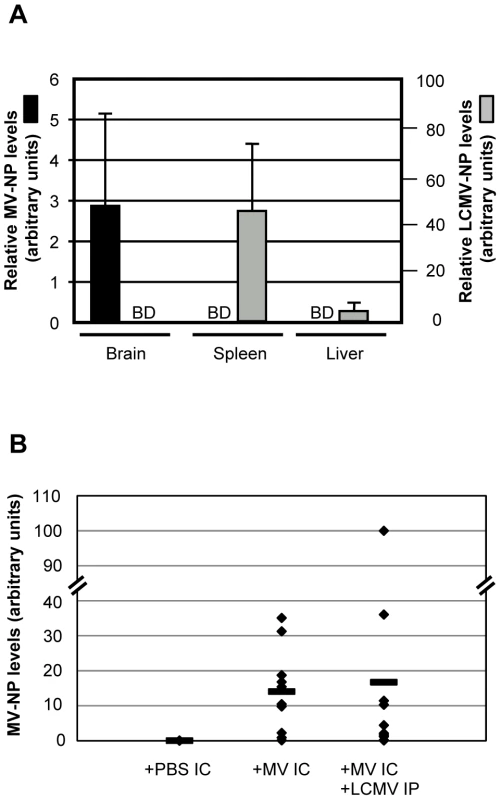 Tissue distribution of LCMV and MV in co-infected mice.