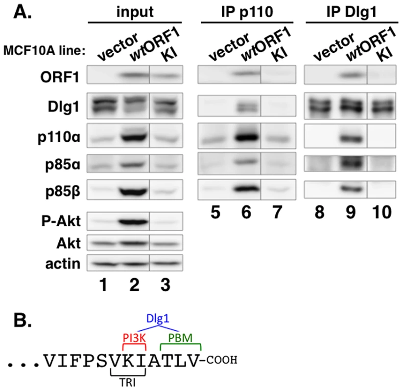 Two adjacent residues located at the E4-ORF1 carboxyl-terminus determine binding to both PI3K and Dlg1.