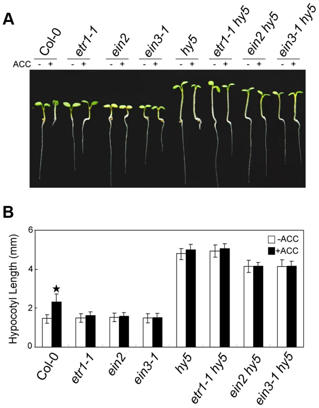 HY5 operates downstream of EIN3 to modulate ethylene-promoted hypocotyl growth.
