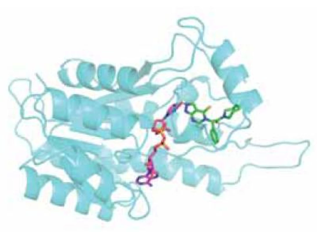Monomer ABAD s navázaným kofaktorem NAD<sup>+</sup> (fialová) a inhibitorem AG18051 (zelená). Žlutě je naznačeno místo vzniku kovalentní vazby mezi kofaktorem a inhibitorem.