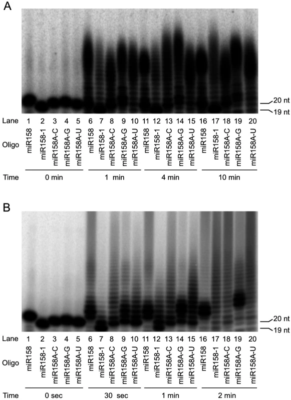 Nucleotidyl transferase assays to evaluate the substrate preferences by HESO1 and URT1.