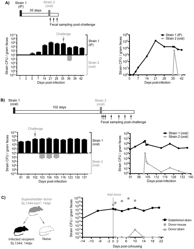 Established strains are resistant to super-colonization regardless of infection route.