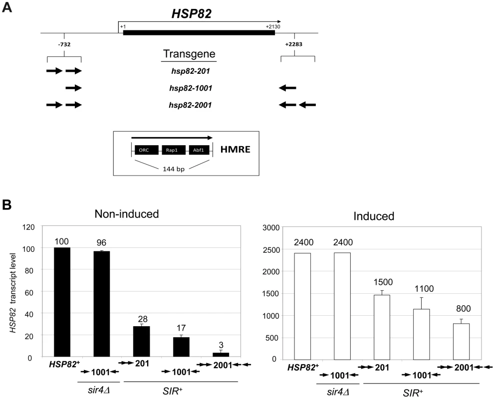 <i>SIR</i>-regulated heat shock transgene system.