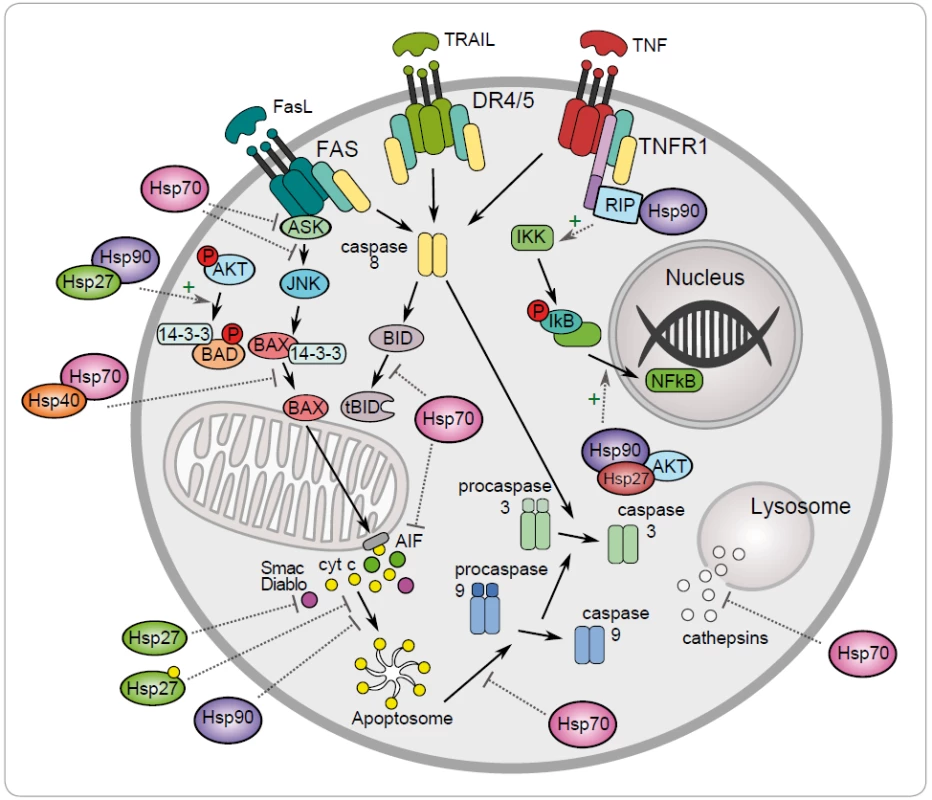 Regulation of the intrinsic and extrinic apoptotic signaling pathway by the heat shock proteins HSP27, HSP40, HSP70 and HSP90 (+ activation, – inhibition).
