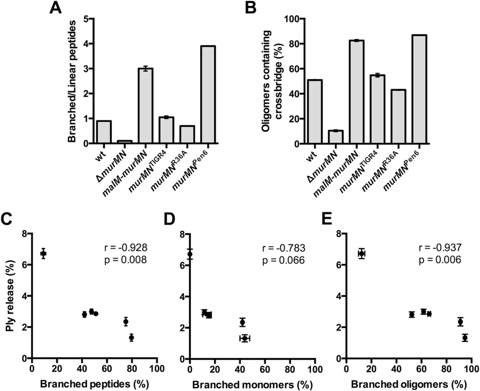 Incorporation of branched stem peptides in PG inversely correlates with Ply release.