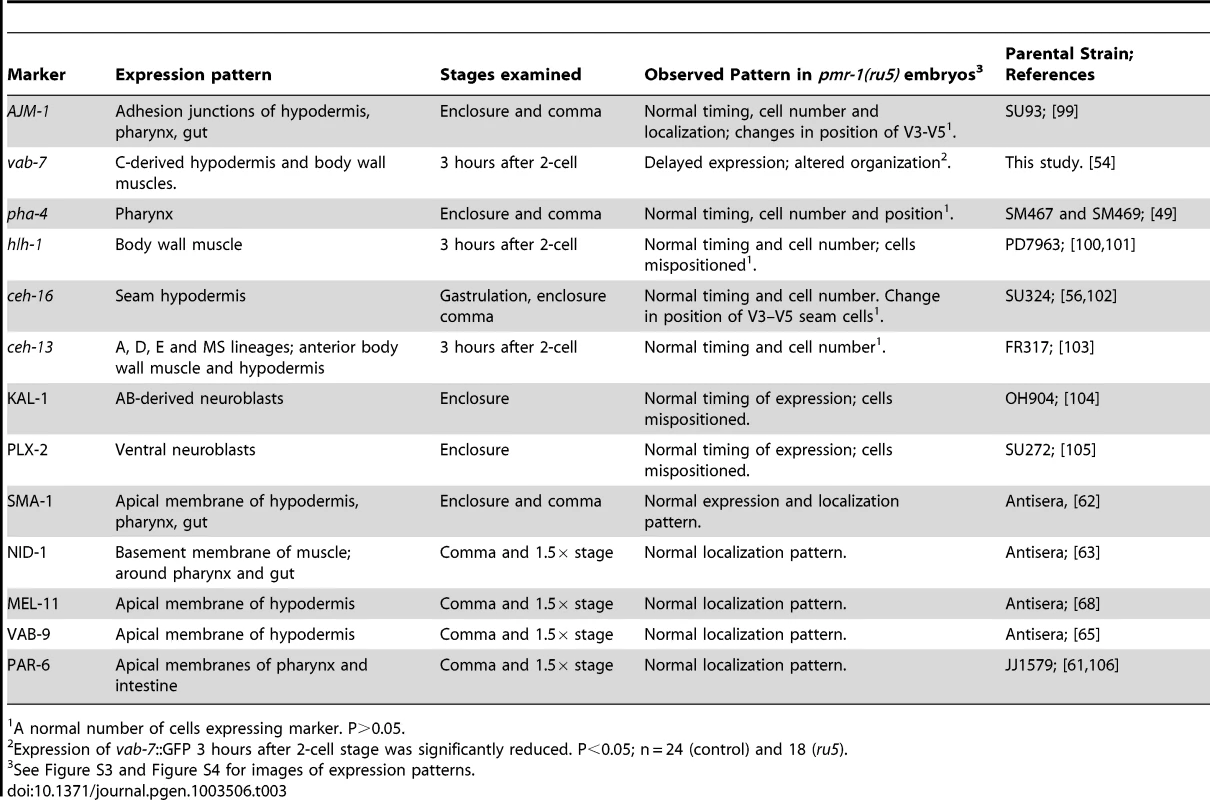 <i>pmr-1(ru5ts)</i> strains properly express cell fate and cell polarity markers.