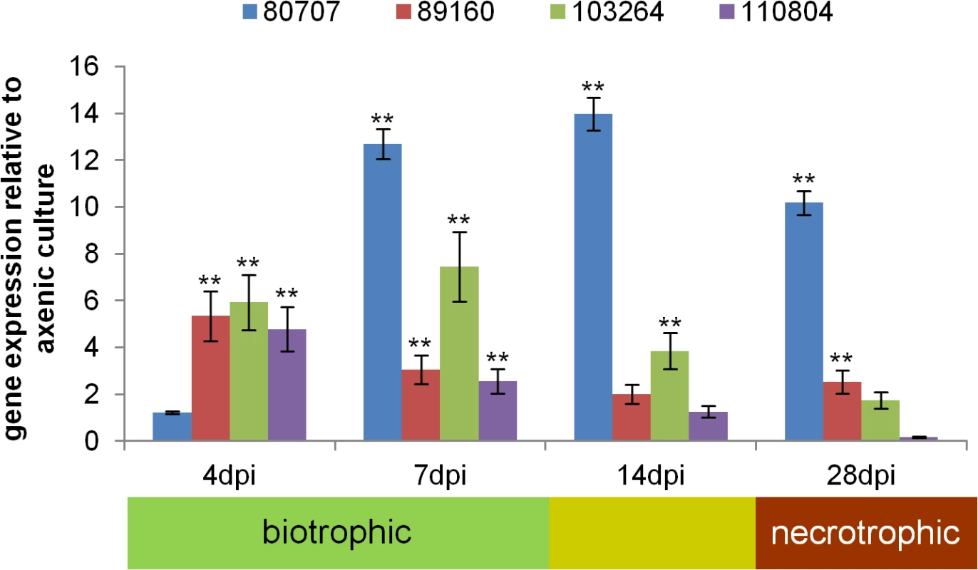 The four positively selected candidate genes are expressed during host infection.
