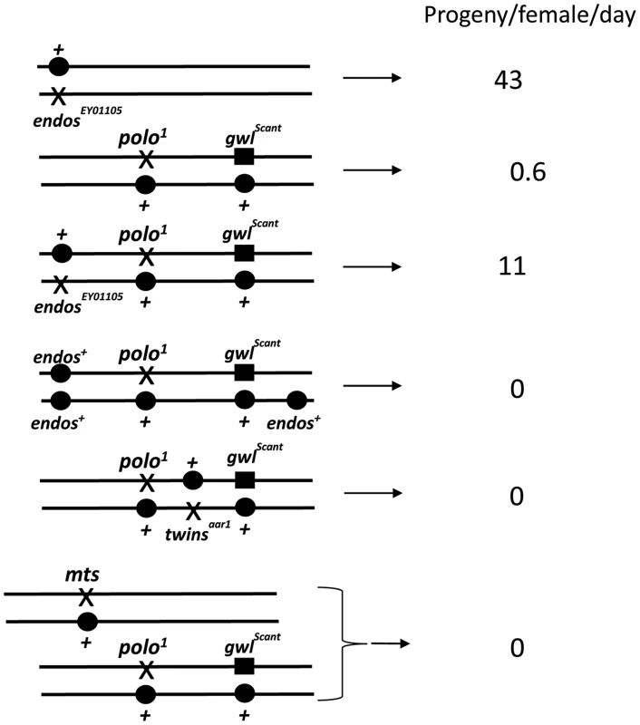 Genotypes that suppress or enhance <i>polo<sup>1</sup> gwl<sup>Scant</sup></i> fertility.