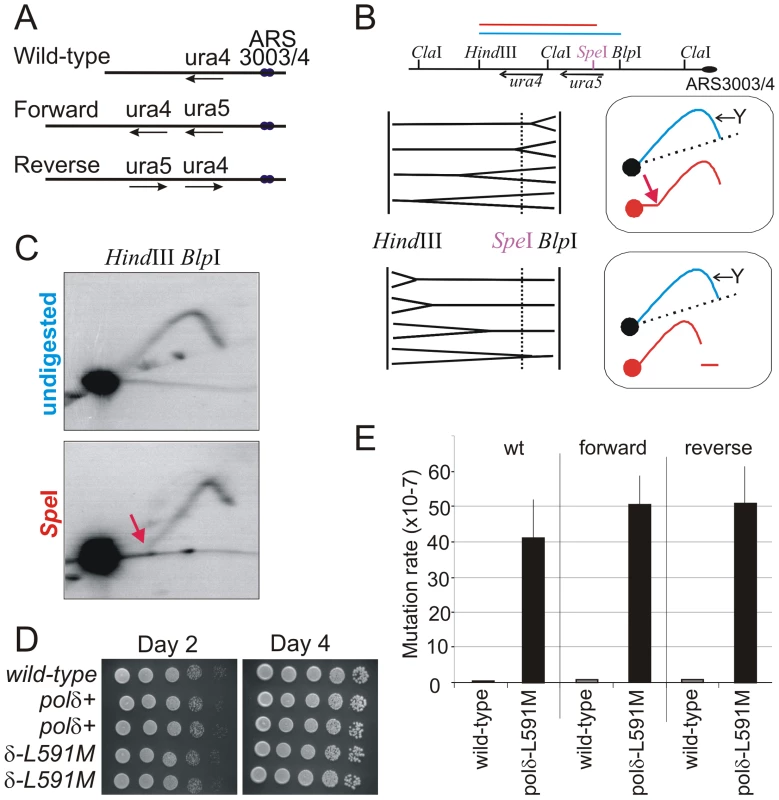 Polδ L591M shows mutagenic strand bias.