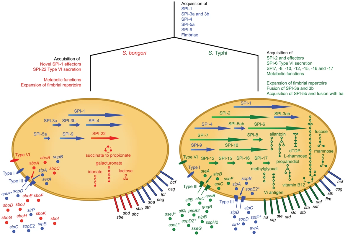 Events in the evolutionary history of <i>Salmonella bongori</i> and <i>S.</i> Typhi, a phenotypically and evolutionarily distant member of <i>S. enterica</i>.