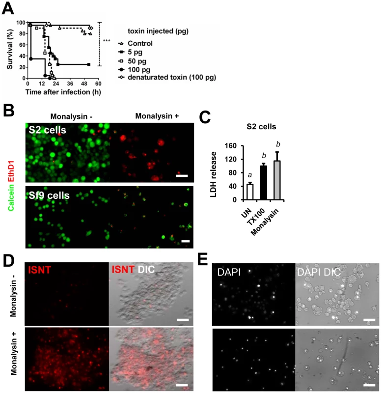 <i>Monalysin</i> encodes a cytotoxic protein secreted by <i>P. entomophila</i>.
