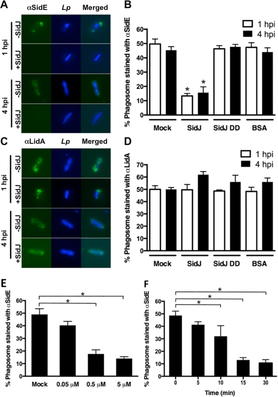 <i>In vitro</i> assay for SidJ removal of SidE proteins from the LCV.