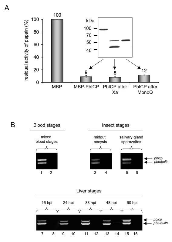 PbICP is a potent inhibitor of C1 cysteine proteases and the <i>pbicp</i> gene is constitutively transcribed.