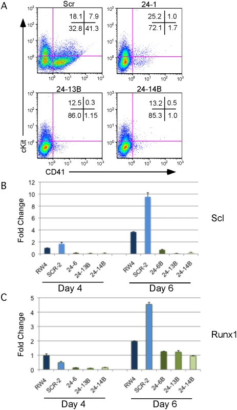 MiR-24 is required for HPC generation.