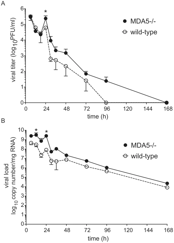 RV1B titer and copy number in MDA5−/− mice.