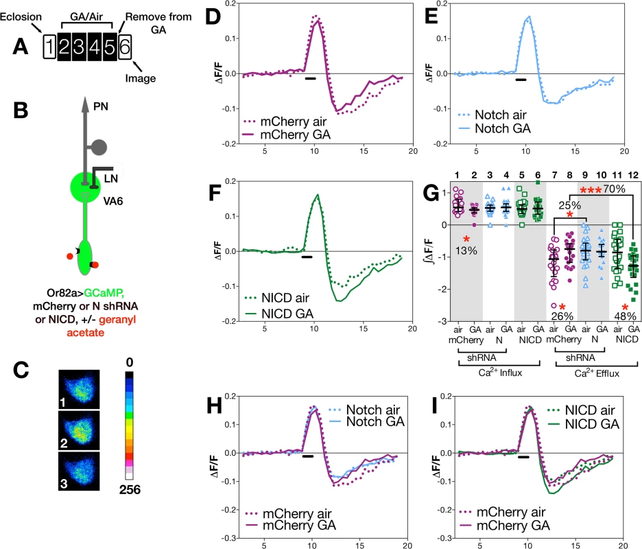 N activity in ORNs modulates ORN neuronal plasticity.