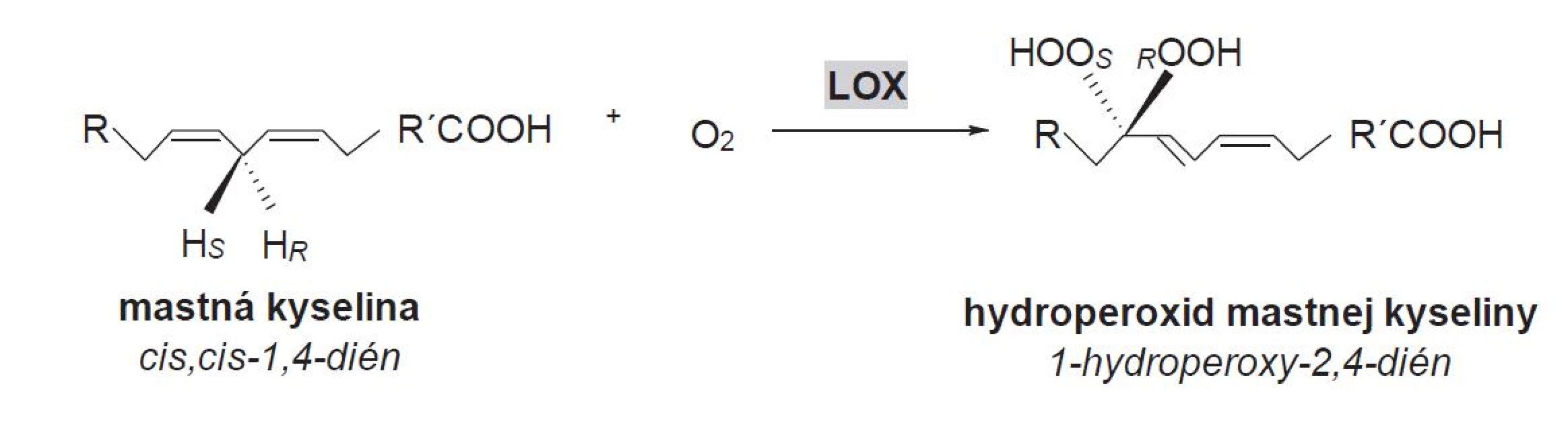 Hydroperoxidácia (1Z,4Z)-penta-1,4-diénovej štrukturálnej jednotky v alifatickom reťazci MK (R,R´ – alifatický zvyšok, <sub>S,R</sub> – stereošpecifické označenie)