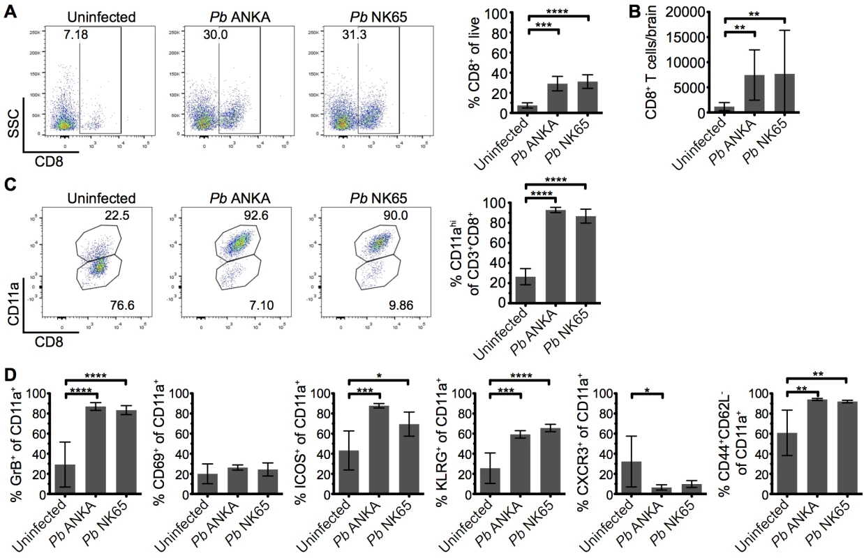 Parasite specific CD8<sup>+</sup> T cells are comparably activated within the brains of mice infected with <i>Pb</i> ANKA and <i>Pb</i> NK65 parasites.