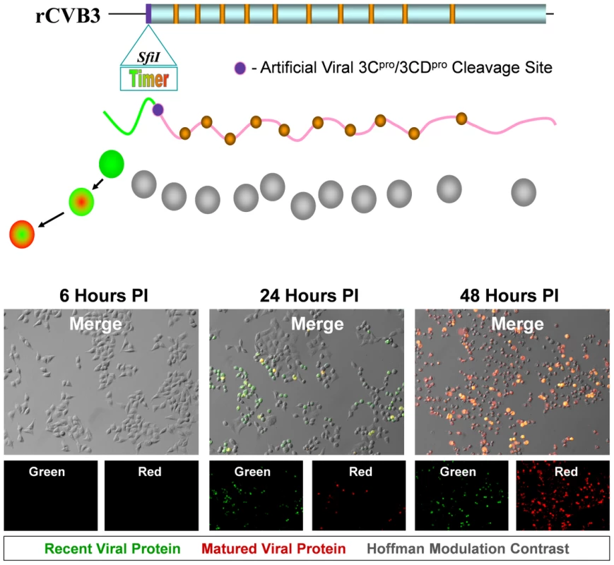 HeLa cells infected with Timer-CVB3 slowly change fluorescence from green to red.