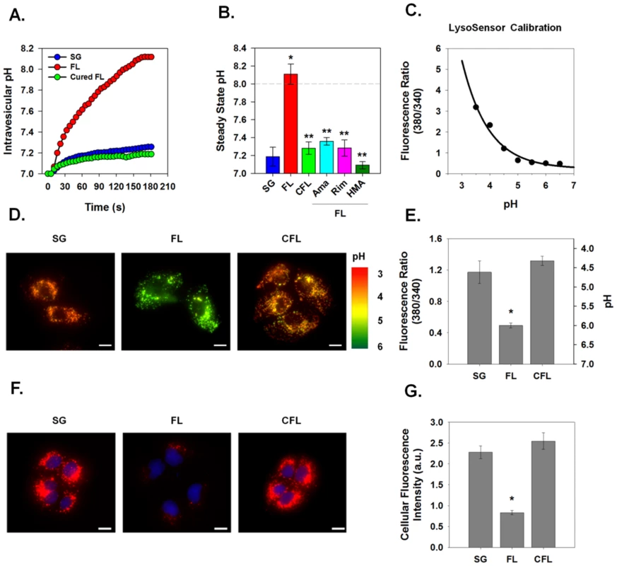 Effect of p7 on intracellular pH in HCV replicon-bearing cells.