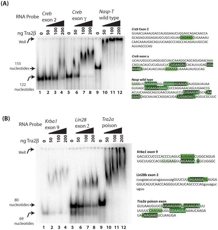 Tra2β CLIP targets bind to full length Tra2β protein.