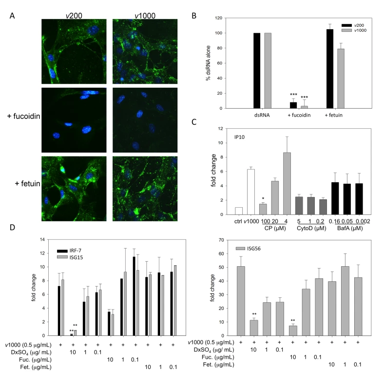 SR-As mediate viral dsRNA binding, entry and resulting ISG induction in MEFs using a mechanism dependent on clathrin-mediated endocytosis.