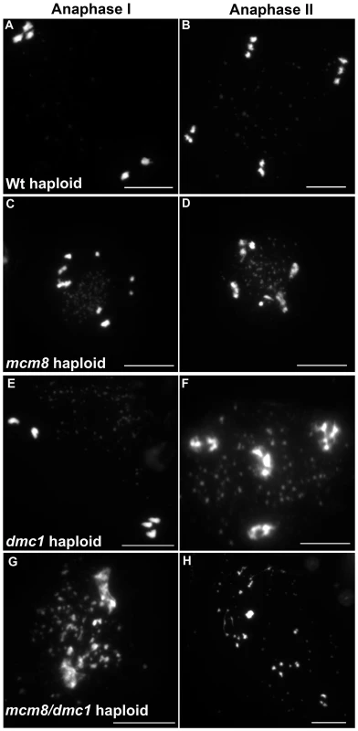 <i>Atmcm8</i> haploids during anaphase I and anaphase II.