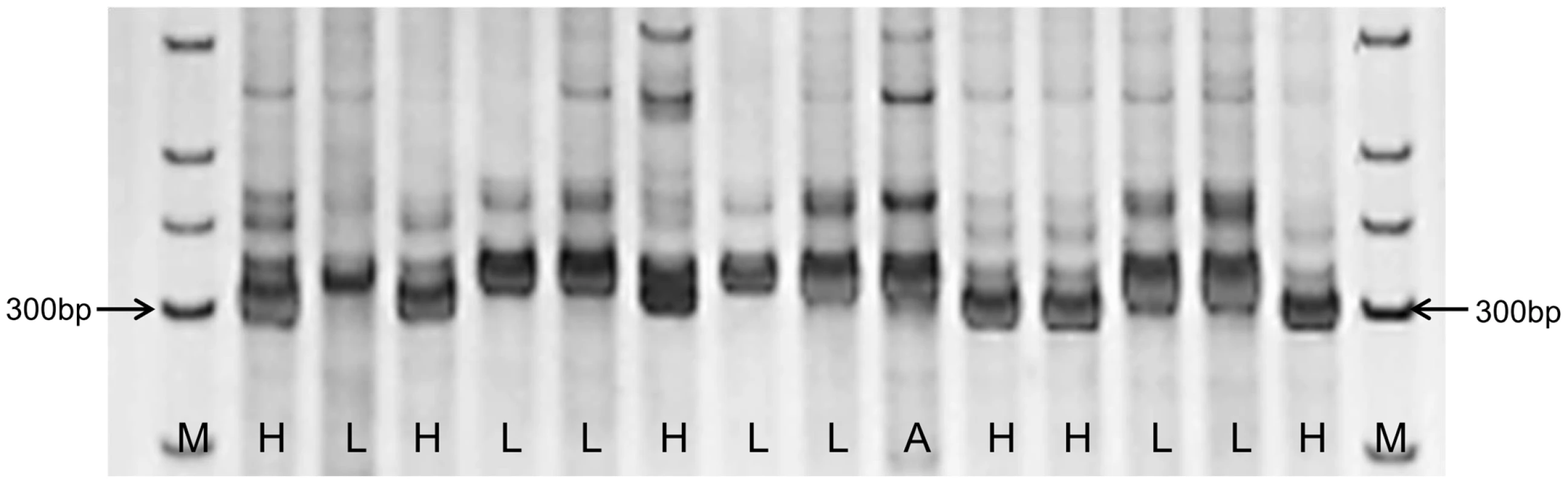 PCR assay of 14 soybean accessions using the InDel170 marker.